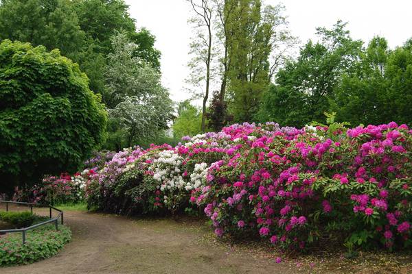 Rhododendron am Rosarium